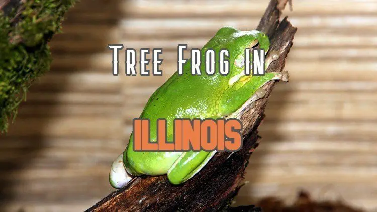 Tree Frog In Illinois