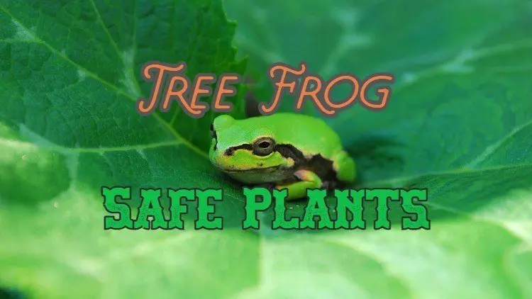 Best Tree Frog Live Plants