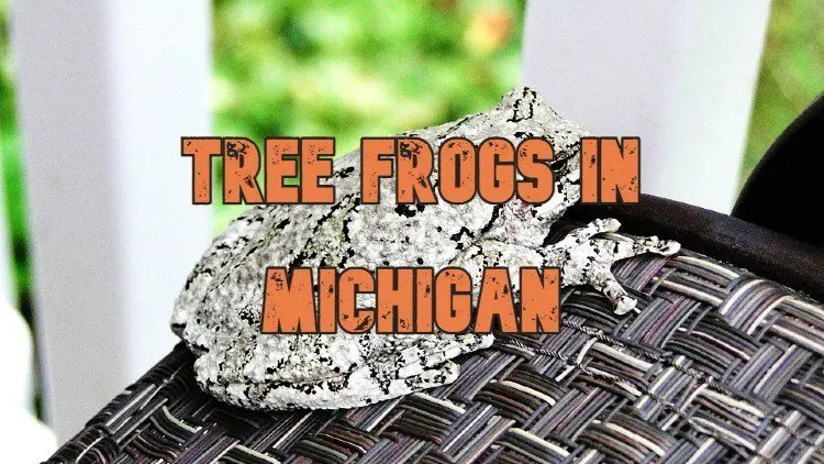 Tree Frog Sound In Michigan
