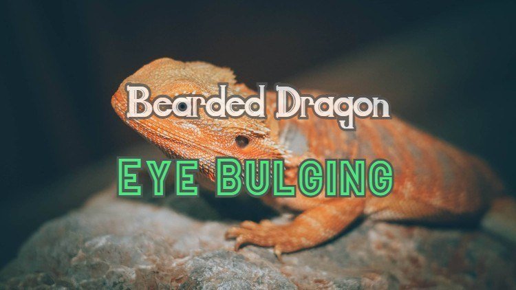 Bearded Dragon Eye Bulging