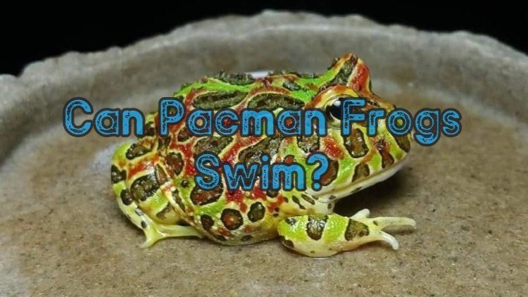 Can Pacman Frogs Swim