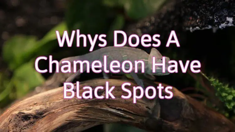 Why does a chameleon have black spots