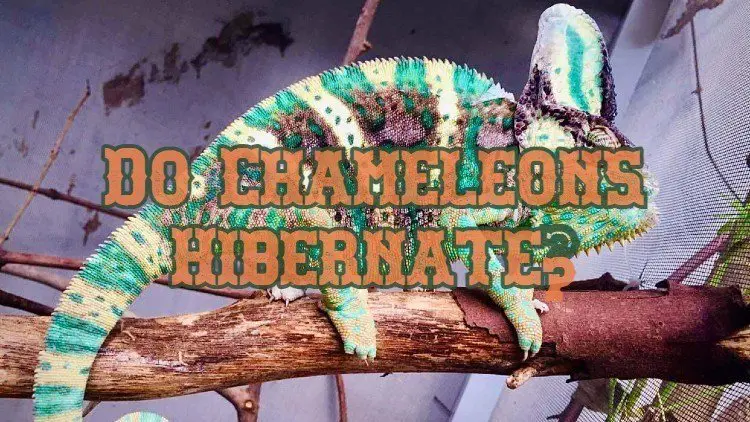 Chameleon Hibernation