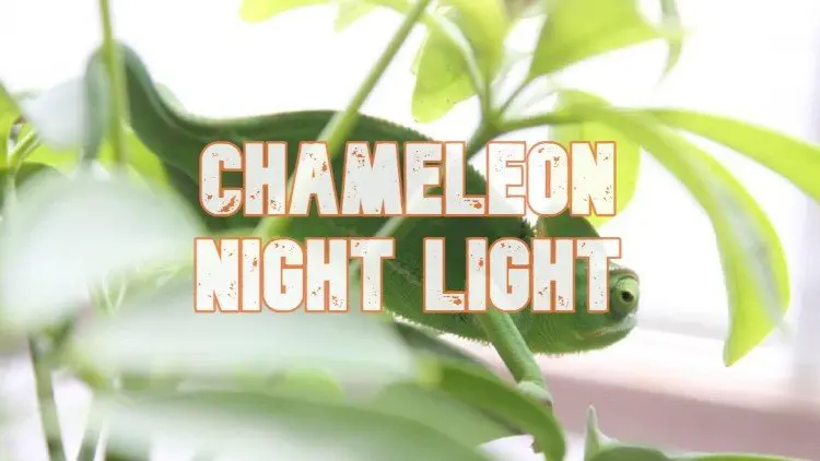 Chameleon Night Light
