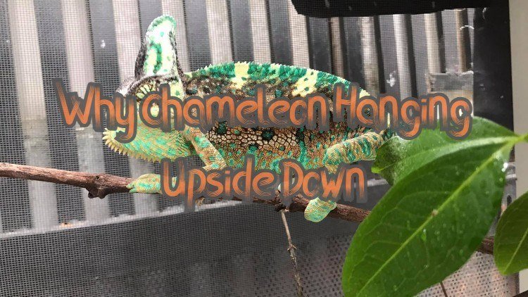 Why Is My Chameleon Hanging Upside Down