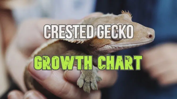 Crested Gecko Growth Chart Amd Development Stages