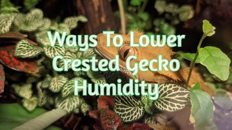 6 Ways to Lower Humidity in a Crested Gecko Tank When It's