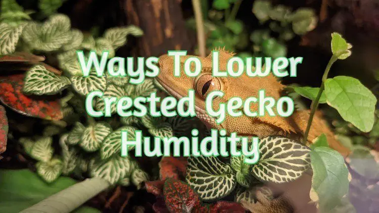 Crested Gecko Humidity Too High