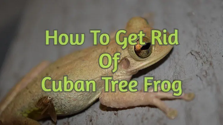How to get rid of Cuban tree frogs