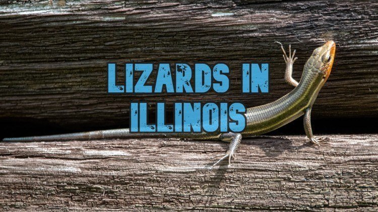6 Lizards in Illinois (Pictures and Identification Guide)
