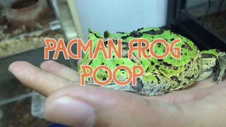 Pacman Frog Poop