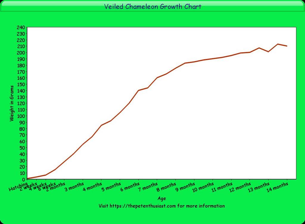 Veiled Chameleon Growth Chart And Developmental Stages