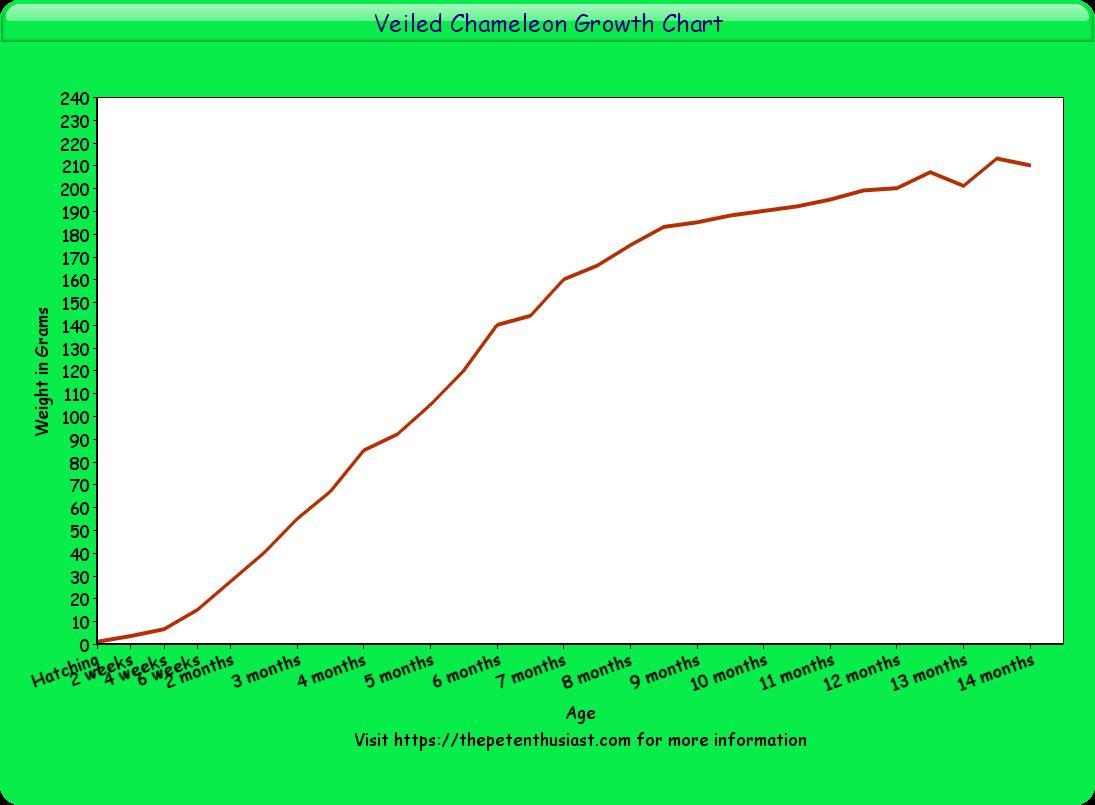 Veiled Chameleon Growth Chart