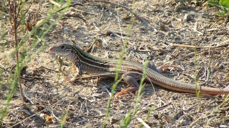 Common Spotted Whiptail