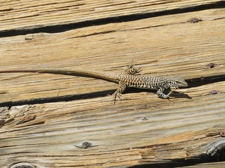 Gray Checkered Whiptail