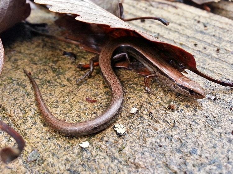 Little Brown Skink