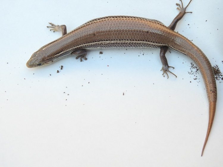 Prairie Skink