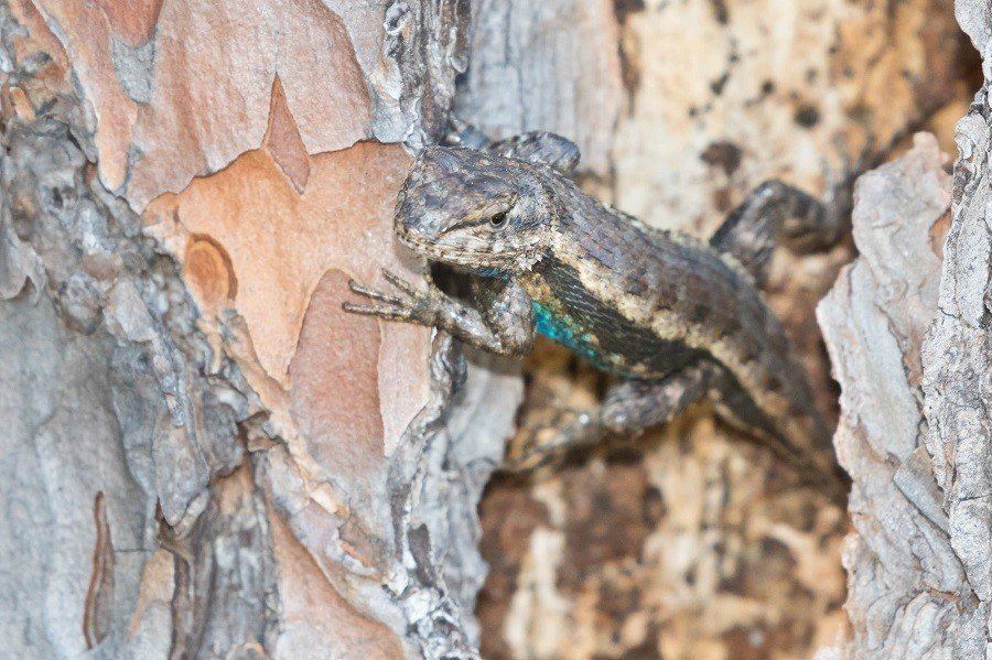 Prairie Lizard