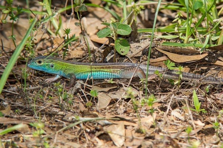 Six-lined Racerunner