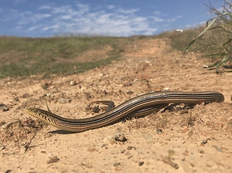 Slender_glass_lizard