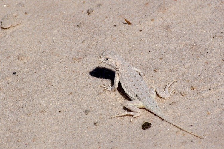 Western Earless Lizard