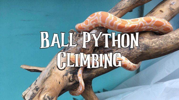 Ball Python Climbing