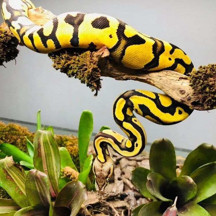 ball python climbing