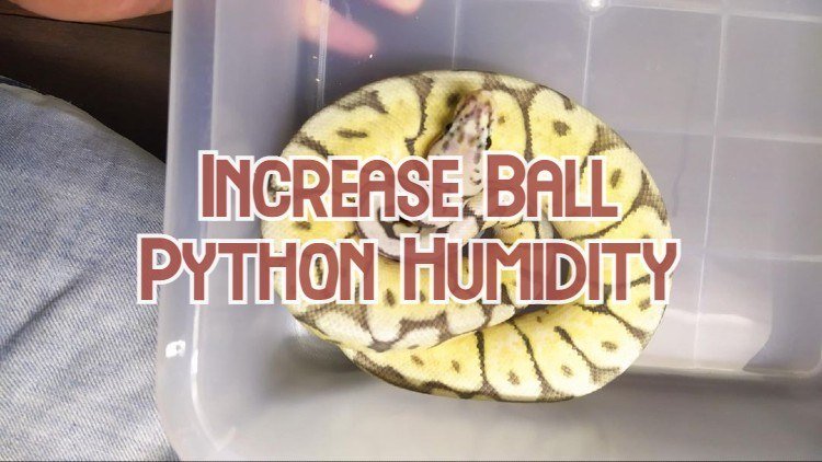 Ball Python Humidity Too Low
