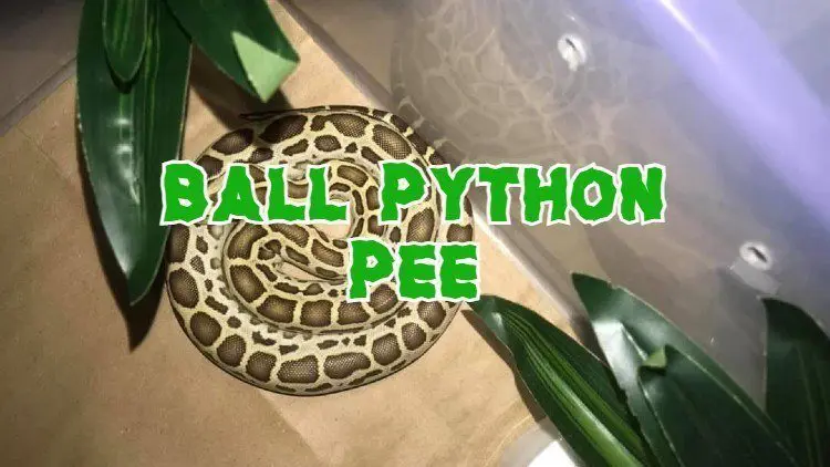 Ball Python Pee