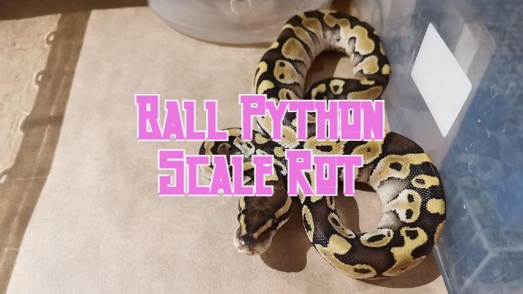 Ball Python Scale Rot