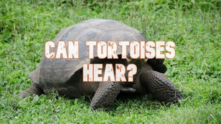 Can Tortoises Hear
