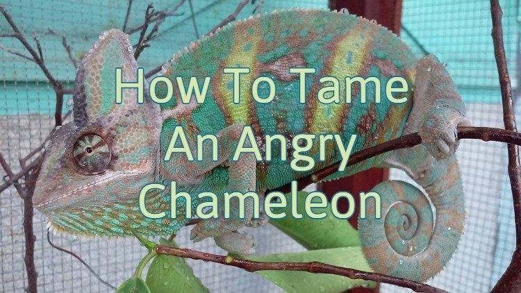Chameleon Angry