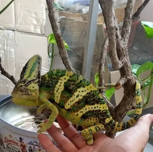 Chameleon aggressive color
