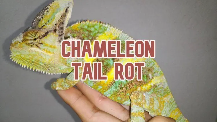 Chameleon Tail Rot