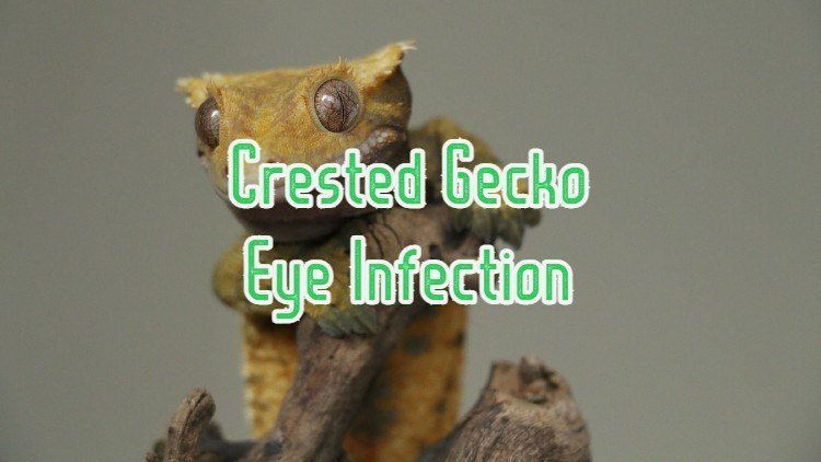 Crested Gecko Eye Infection