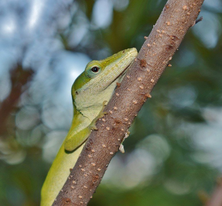 green_anole