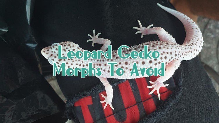 leopard gecko morphs to avoid