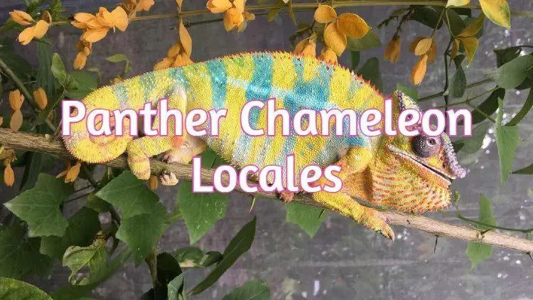 Panther Chameleon Locale List
