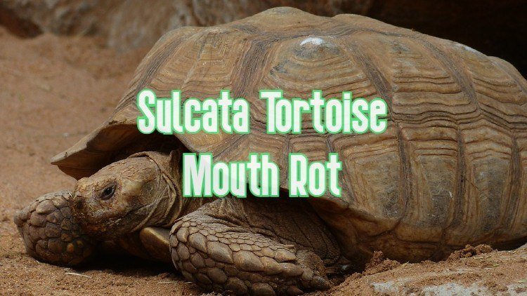 Sulcata Tortoise Mouth Rot