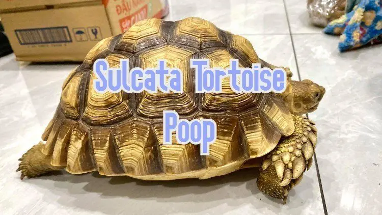 Sulcata Tortoise Poop