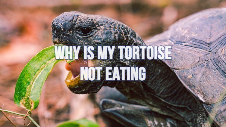 What Should I Do If My Tortoise is Not Eating  