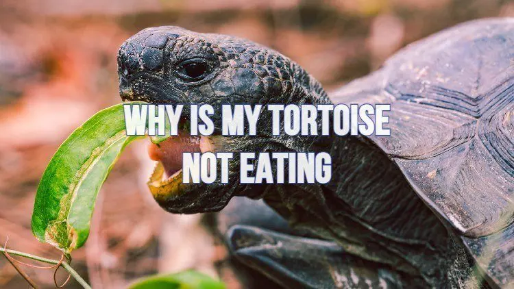Why Is A Tortoise Not Eating