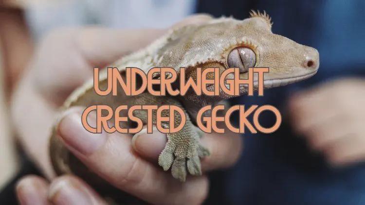 Skinny Crested Gecko