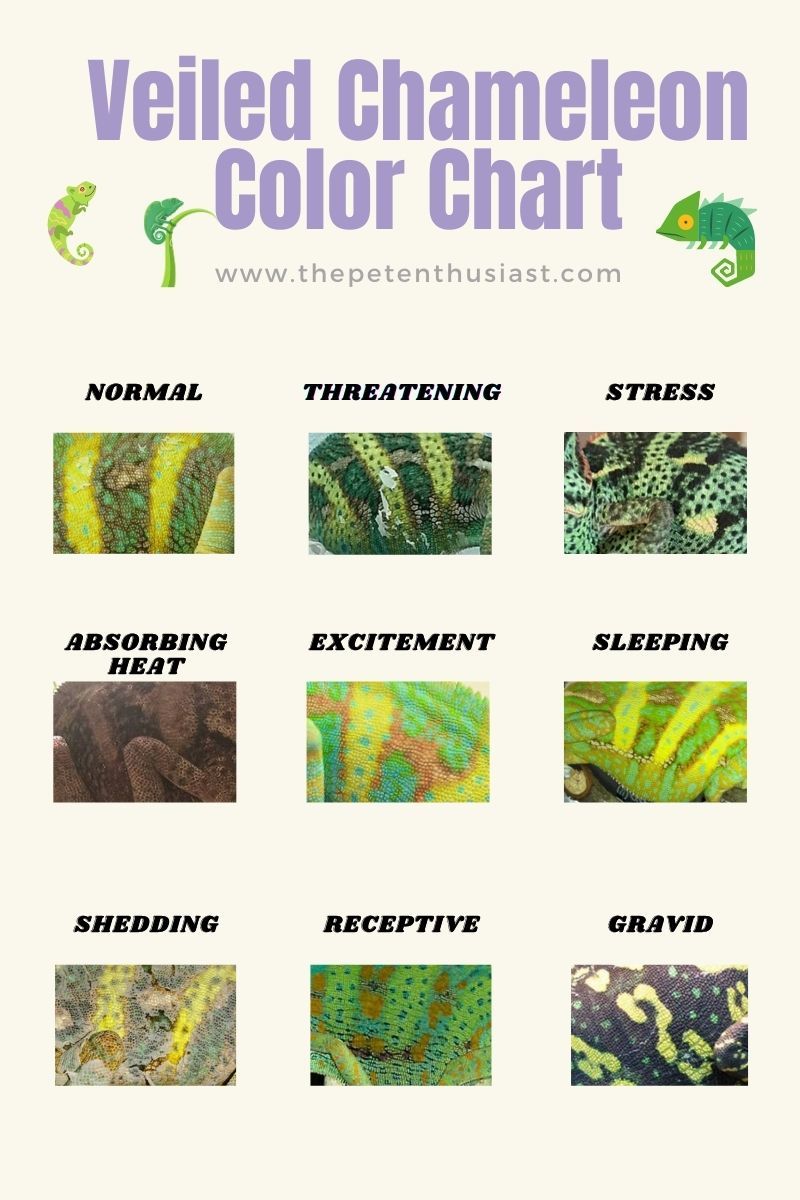 veiled chameleon color moods
