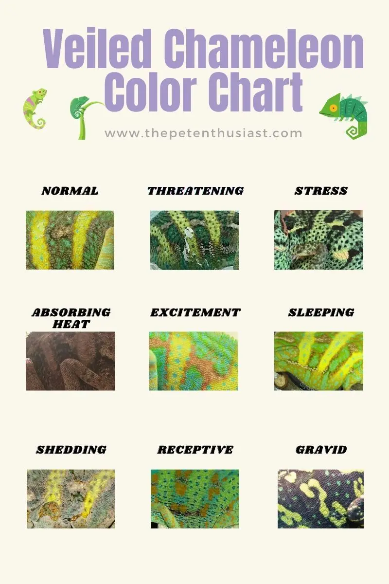 Veiled Chameleon Color Chart