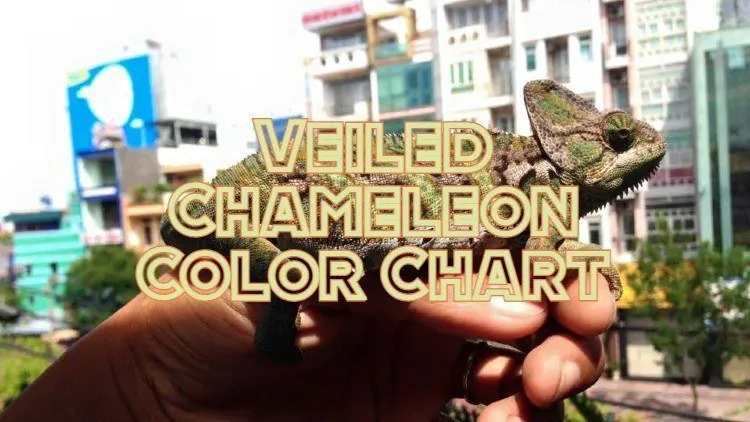 Veiled Chameleon Colors