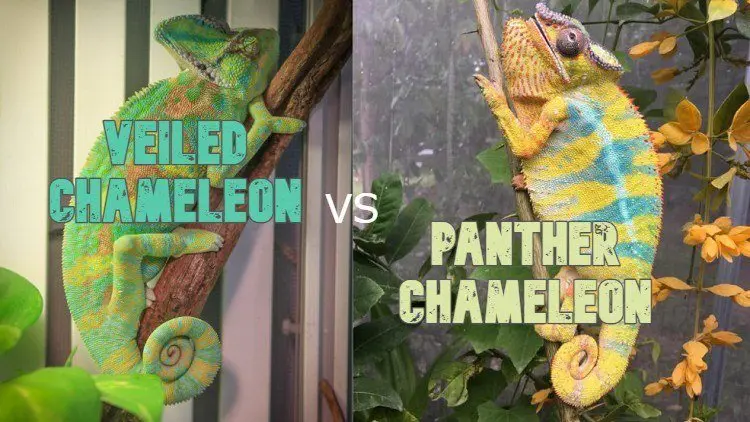 Veiled Chameleon vs Panther Chameleon