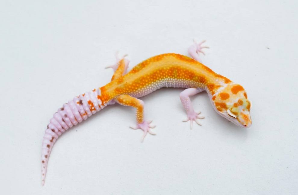 white and yellow leopard gecko