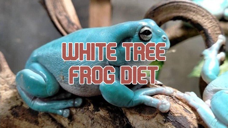 white tree frog pet