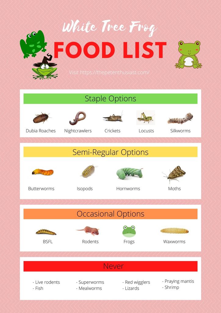 white-tree-frog-diet-food-chart-and-feeding-guide